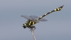 J19_9222 Ictinogomphus rapax male